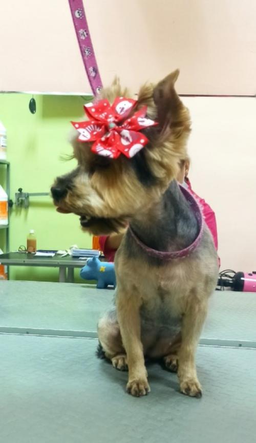 Йорочка нелли.  Шустрая девчушка! 02