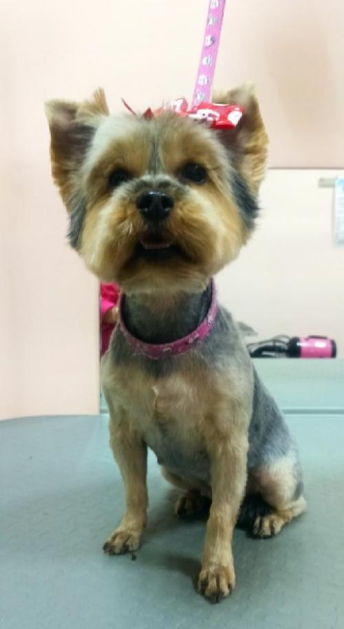 Йорочка нелли.  Шустрая девчушка! 04