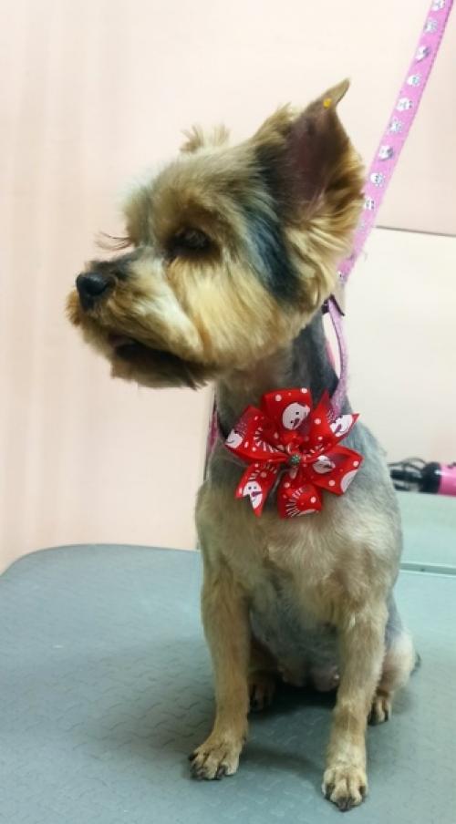 Йорочка нелли.  Шустрая девчушка! 03