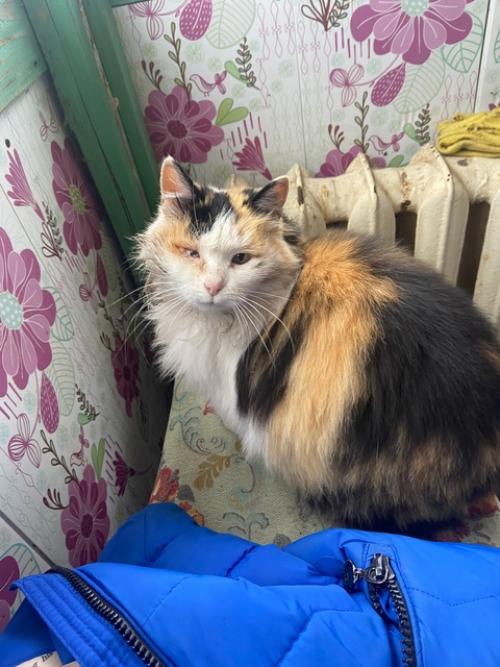 Очень ласковую и стерилизованную кошку в добрые руки отдам. 05