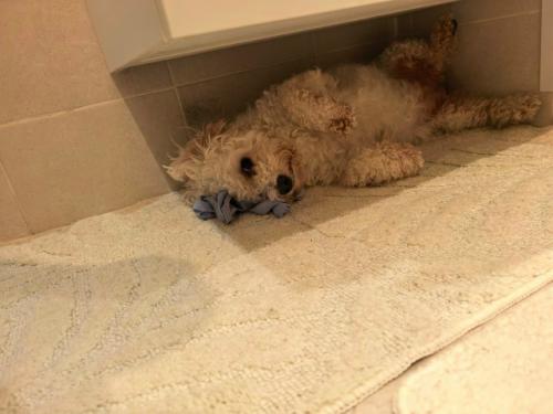 Номи - бусинка.  Бусинка сходила на свою первую стрижку, сделала чек ап своего здоровья. 05