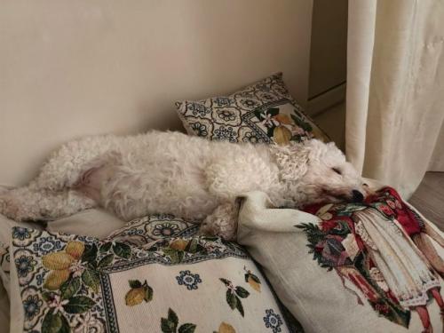 Номи - бусинка.  Бусинка сходила на свою первую стрижку, сделала чек ап своего здоровья. 07