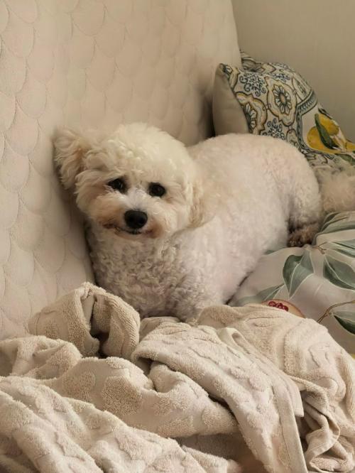 Номи - бусинка.  Бусинка сходила на свою первую стрижку, сделала чек ап своего здоровья. 01