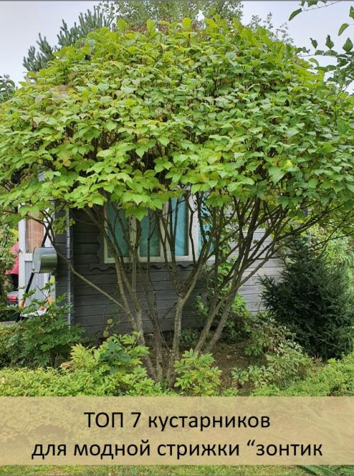 Топ 7 лиственных кустарников, которые легко превратить в модный 