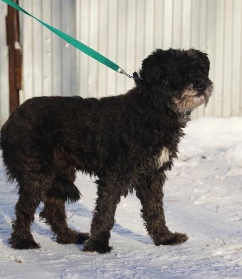 Кошкиндом_пристрой_собаки. 08 Кошкиндом_пристрой_собаки. 08