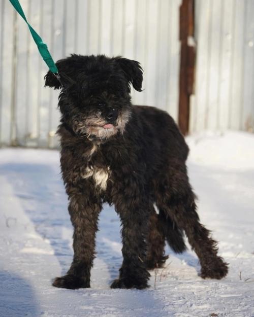 Кошкиндом_пристрой_собаки. 01 Кошкиндом_пристрой_собаки. 01