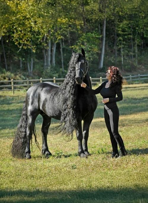 Фредерик великий официально признан самым красивым и величественным конем во всем мире. 01