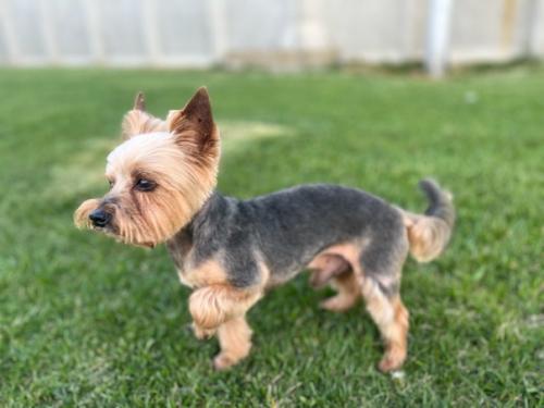 Вот и пришла снова пора стрижки для моего бэнтлика. 03