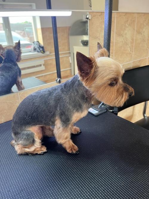 Вот и пришла снова пора стрижки для моего бэнтлика. 01