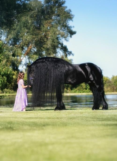 Фредерик великий официально признан самым красивым и величественным конем во всем мире. 02