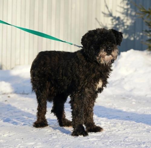 Кошкиндом_пристрой_собаки. 03 Кошкиндом_пристрой_собаки. 03