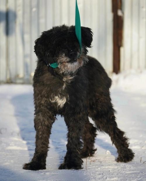 Кошкиндом_пристрой_собаки. 02 Кошкиндом_пристрой_собаки. 02