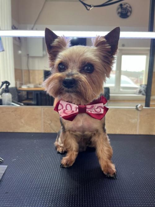 Вот и пришла снова пора стрижки для моего бэнтлика. 02