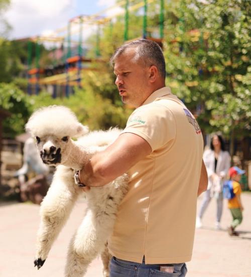 Май, солнышко греет уже по-летнему, а значит пришло время стричь альпак! 06