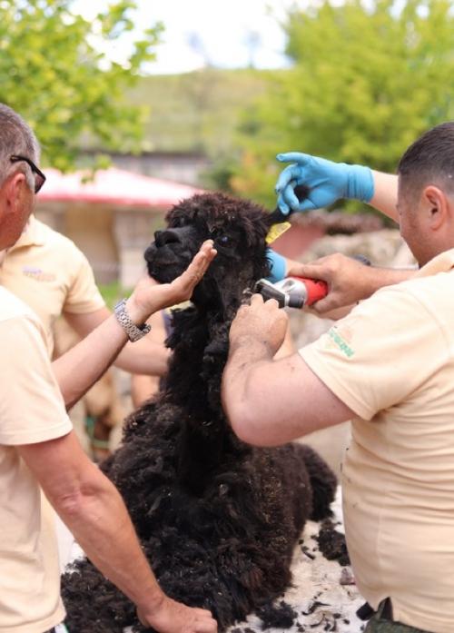 Май, солнышко греет уже по-летнему, а значит пришло время стричь альпак! 02
