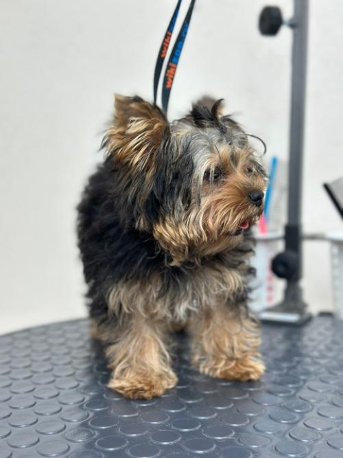 Листайте карусельку.  Модельная стрижка Евы. 04