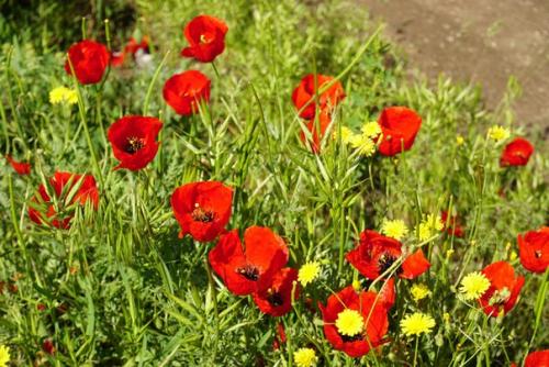 Hat Master в Ереване: перед примеркой головных уборов мы сходили к модному парикмахеру. 03 Hat Master в Ереване: перед примеркой головных уборов мы сходили к модному парикмахеру. 03