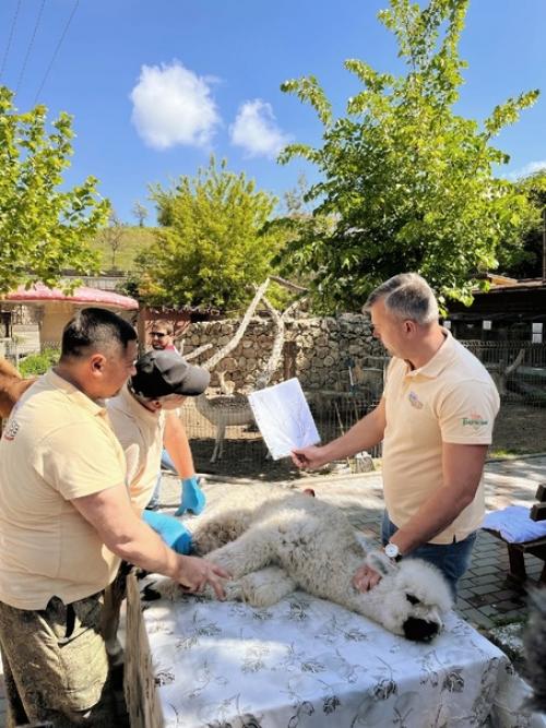 Май, солнышко греет уже по-летнему, а значит пришло время стричь альпак! 09