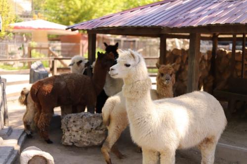 Май, солнышко греет уже по-летнему, а значит пришло время стричь альпак! 07