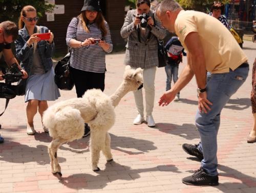 Май, солнышко греет уже по-летнему, а значит пришло время стричь альпак! 04