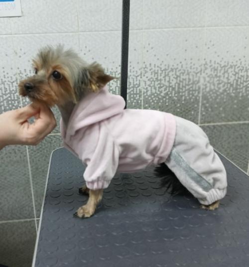 Маленькая йорко девочка элис впервые приходила к нам на груминг. 01