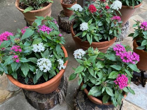 Пентас ланцетовидный, или пентас травянистый. 04