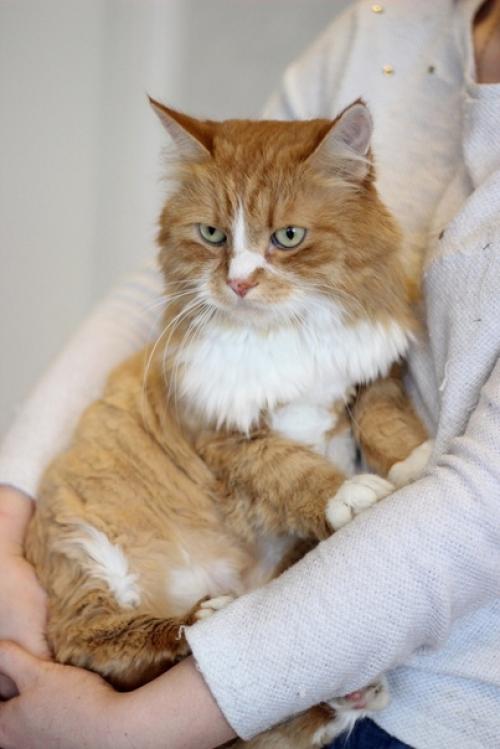 Рыжие красавцы обычно особое внимание привлекают. 01