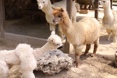 Май, солнышко греет уже по-летнему, а значит пришло время стричь альпак! 05