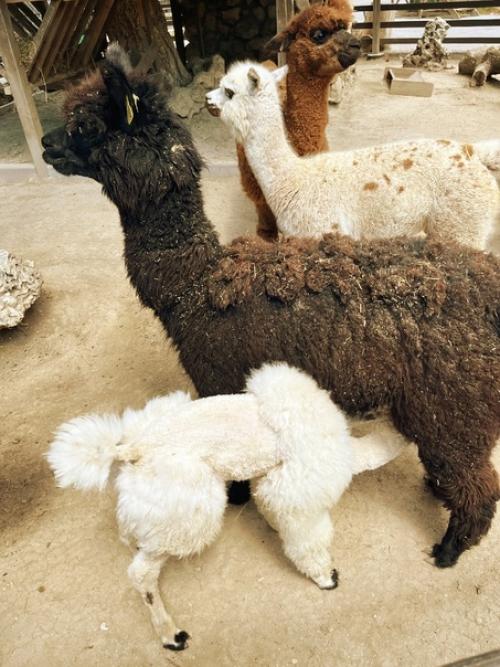 Май, солнышко греет уже по-летнему, а значит пришло время стричь альпак! 08