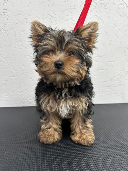 Листайте карусельку.  Модельная стрижка Евы. 06