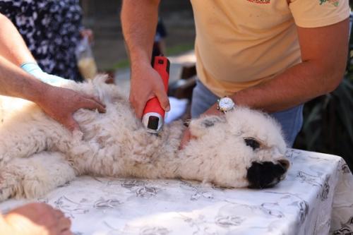 Май, солнышко греет уже по-летнему, а значит пришло время стричь альпак! 01