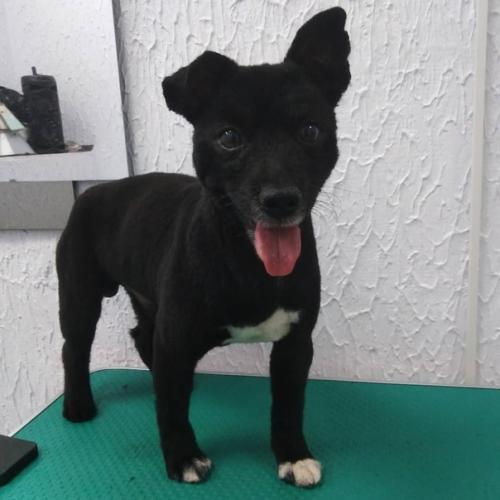 Модный парень фунтик по улицам нашего города гуляет. 01