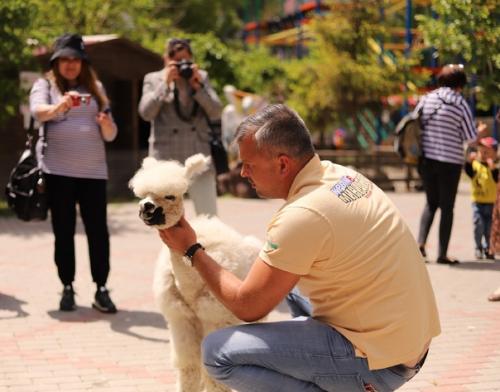 Май, солнышко греет уже по-летнему, а значит пришло время стричь альпак! 03