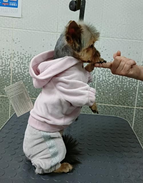 Маленькая йорко девочка элис впервые приходила к нам на груминг. 02