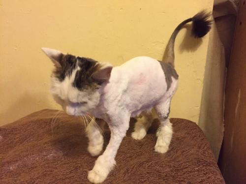 Милейшая звездочка любящие ручки ищет! 04