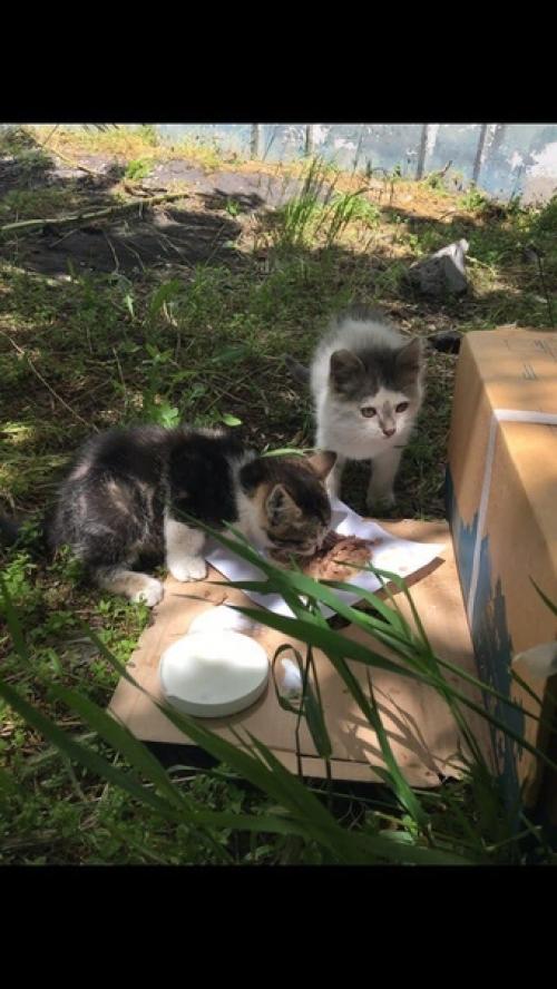 Эксклюзивный пристрой невероятно обаятельный и модно стриженный Джерри ждет свою любящую семью! 03