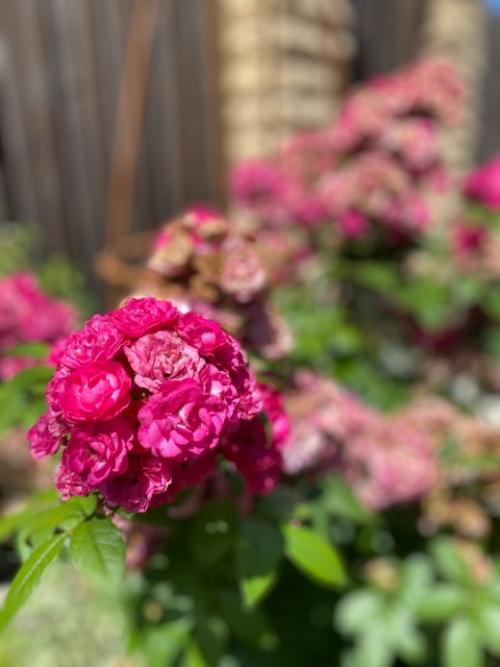 Главный помощник.   Мелкарик (как ласково называет собакевича муж) - это моя ниточка, куда я, туда и он. 03