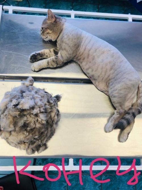 Мы объявляем сезон модных стрижек (правда только под наркозом! 02