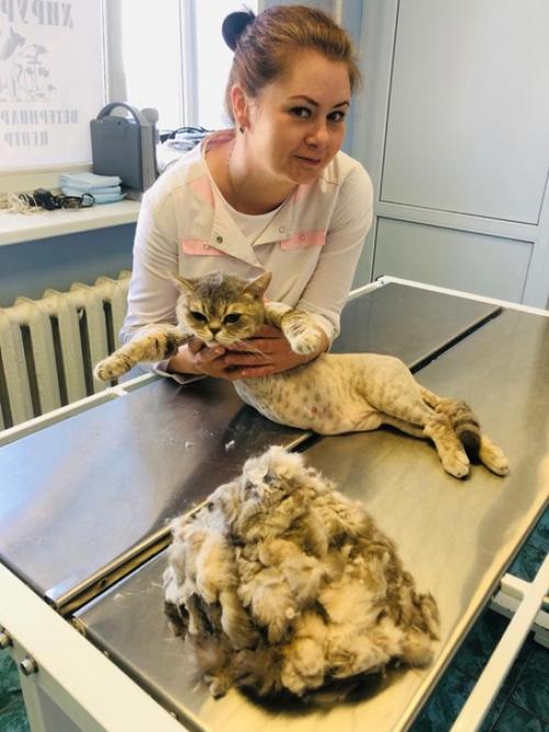 Мы объявляем сезон модных стрижек (правда только под наркозом! 01