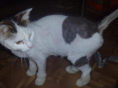 Милейшая звездочка любящие ручки ищет! 06