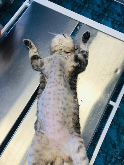 Мы объявляем сезон модных стрижек (правда только под наркозом! 03