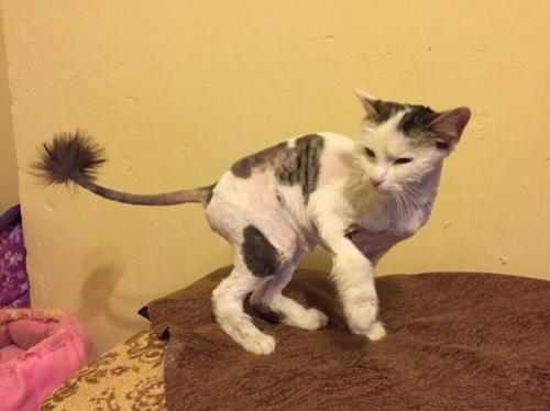 Милейшая звездочка любящие ручки ищет! 03