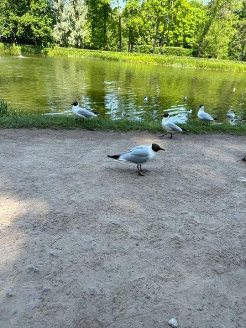 Петербургские Каникулы. День 2. 6. 02