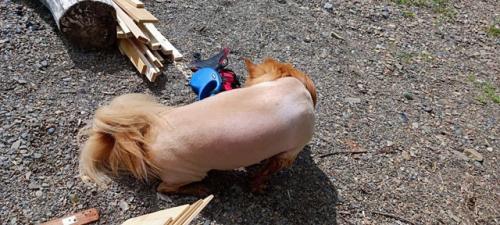 Лев, ёжик или новый модный тренд или как мы с коржиком посетили грумера. 01 Лев, ёжик или новый модный тренд или как мы с коржиком посетили грумера. 01