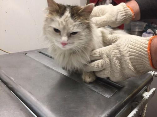 Милейшая звездочка любящие ручки ищет! 01