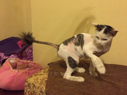 Милейшая звездочка любящие ручки ищет! 02