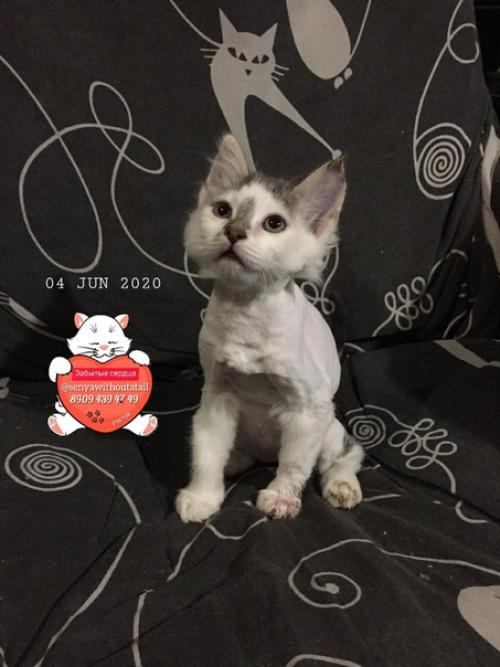 Эксклюзивный пристрой невероятно обаятельный и модно стриженный Джерри ждет свою любящую семью! 02