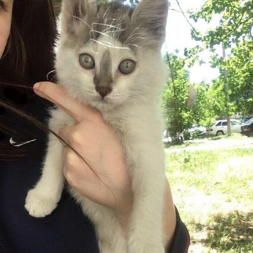 Эксклюзивный пристрой невероятно обаятельный и модно стриженный Джерри ждет свою любящую семью! 01