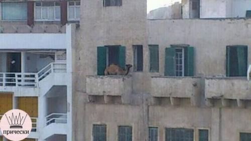 На этих фото больше загадок, чем объяснений. 02