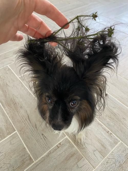 Главный помощник.   Мелкарик (как ласково называет собакевича муж) - это моя ниточка, куда я, туда и он. 01